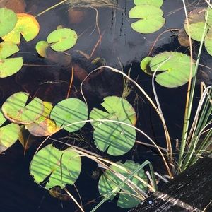 Meet your Posher, Inge